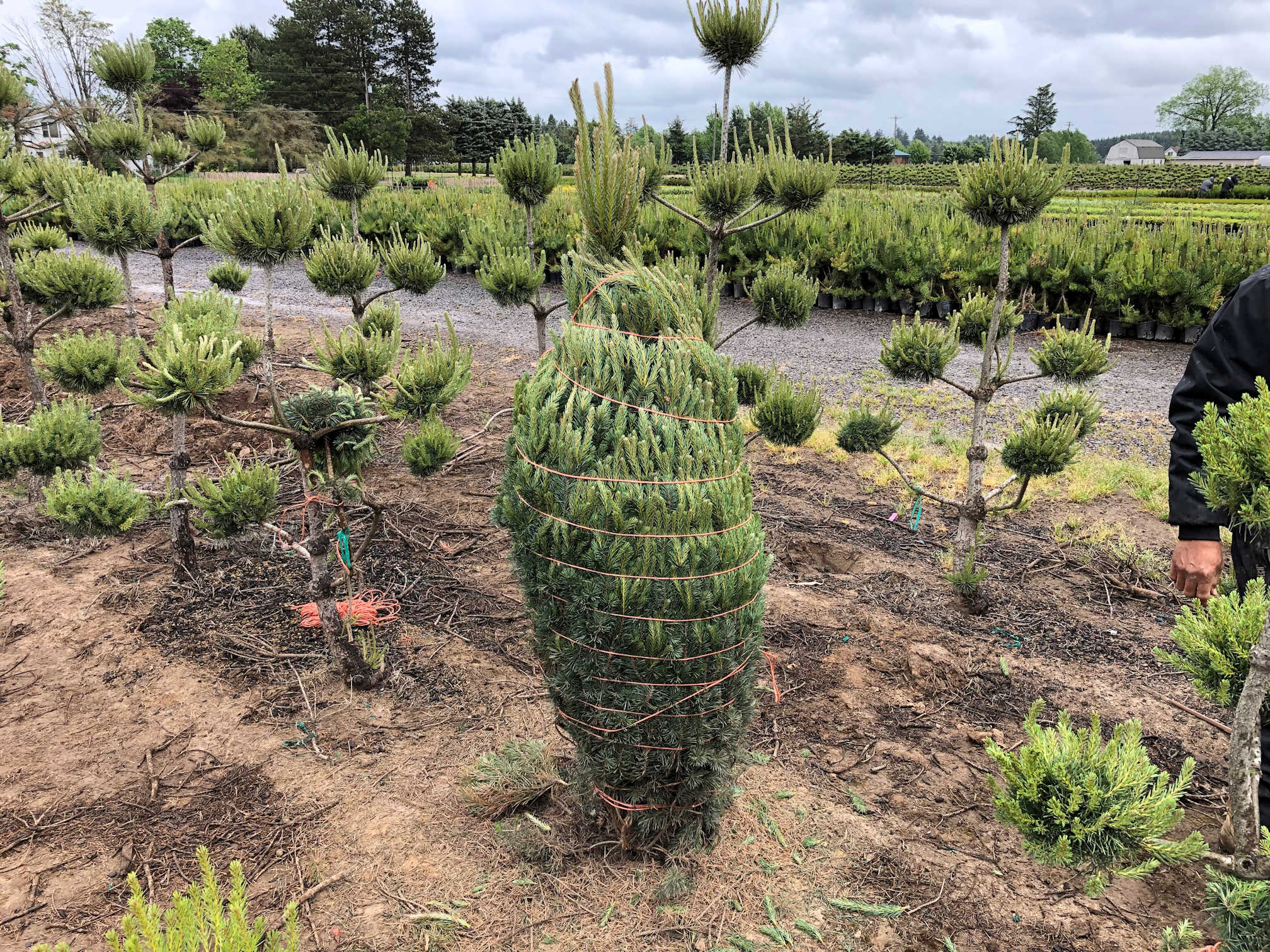 (08373) Dutchman 20inch Overhead Tree Tyer Dutchman Industries Inc.